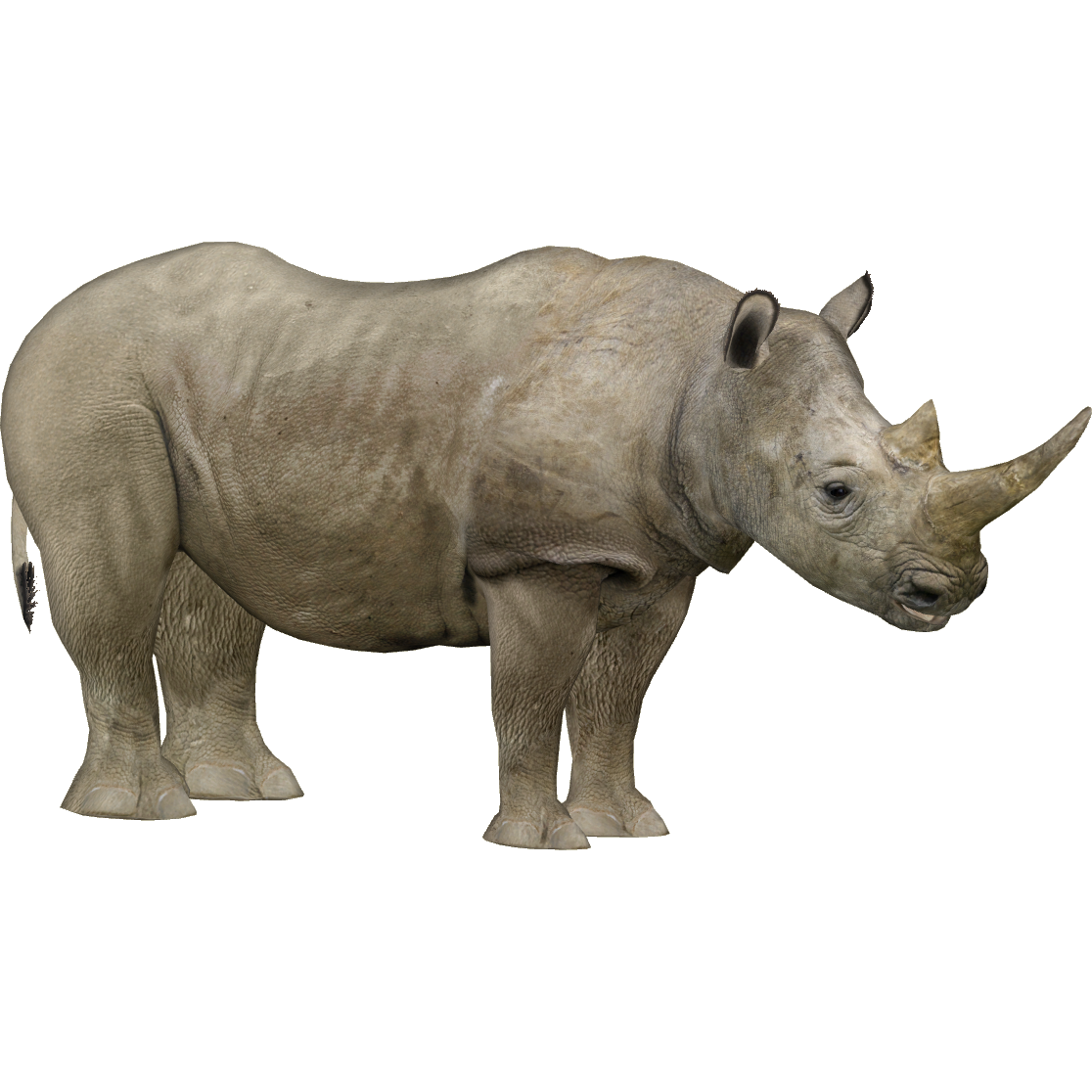Northern White Rhinoceros (Zerosvalmont).png - Rhino, Transparent background PNG HD thumbnail