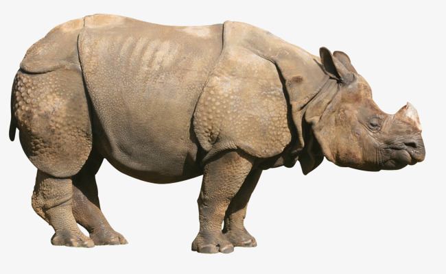 Sides Of A Rhino Free Png - Rhino, Transparent background PNG HD thumbnail