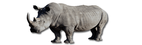 Physical Appearance   Black Rhino - Rhino Black And White, Transparent background PNG HD thumbnail