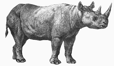 Pin Rhino Clipart Realistic #2 - Rhino Black And White, Transparent background PNG HD thumbnail
