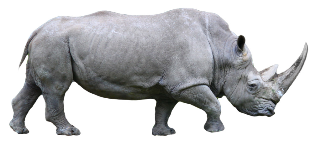 Rhino Png - Rhino Black And White, Transparent background PNG HD thumbnail