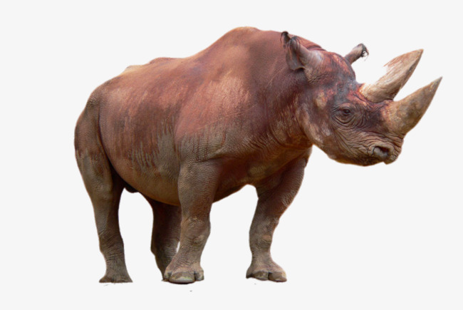 Hd Animal Rhino, Animal, Rhinoceros, Hd Clips Free Png Free Png Image - Rhino, Transparent background PNG HD thumbnail