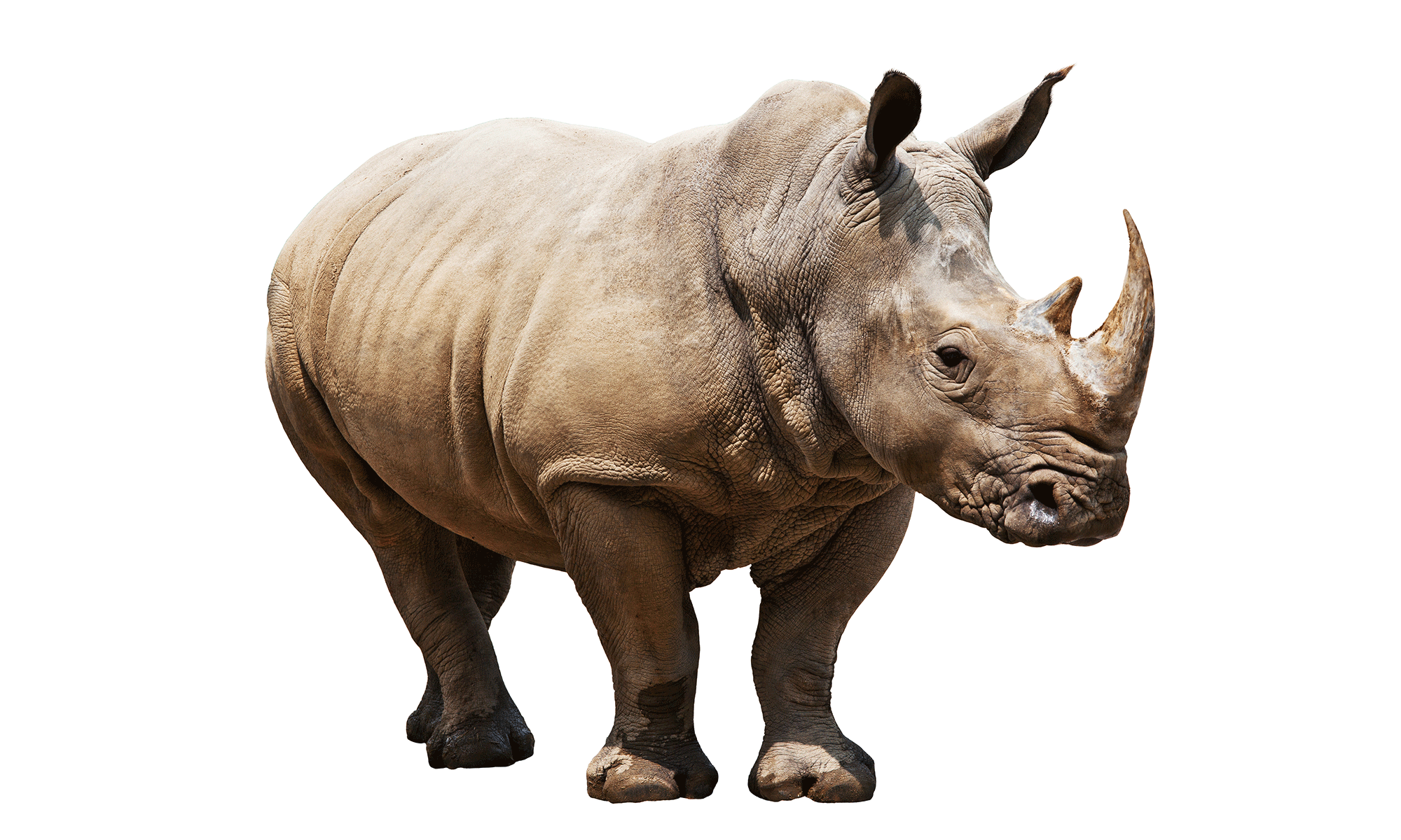 Isolated_Rhinos_White.png (Png Image, 2000 × 1200 Pixels)   Scaled (56 - Rhino, Transparent background PNG HD thumbnail