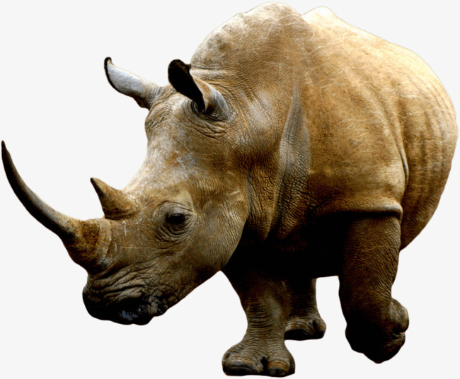 Rhinos On The Steppes Of Africa, Rhinoceros, Animal, Biology Png Image - Rhino, Transparent background PNG HD thumbnail