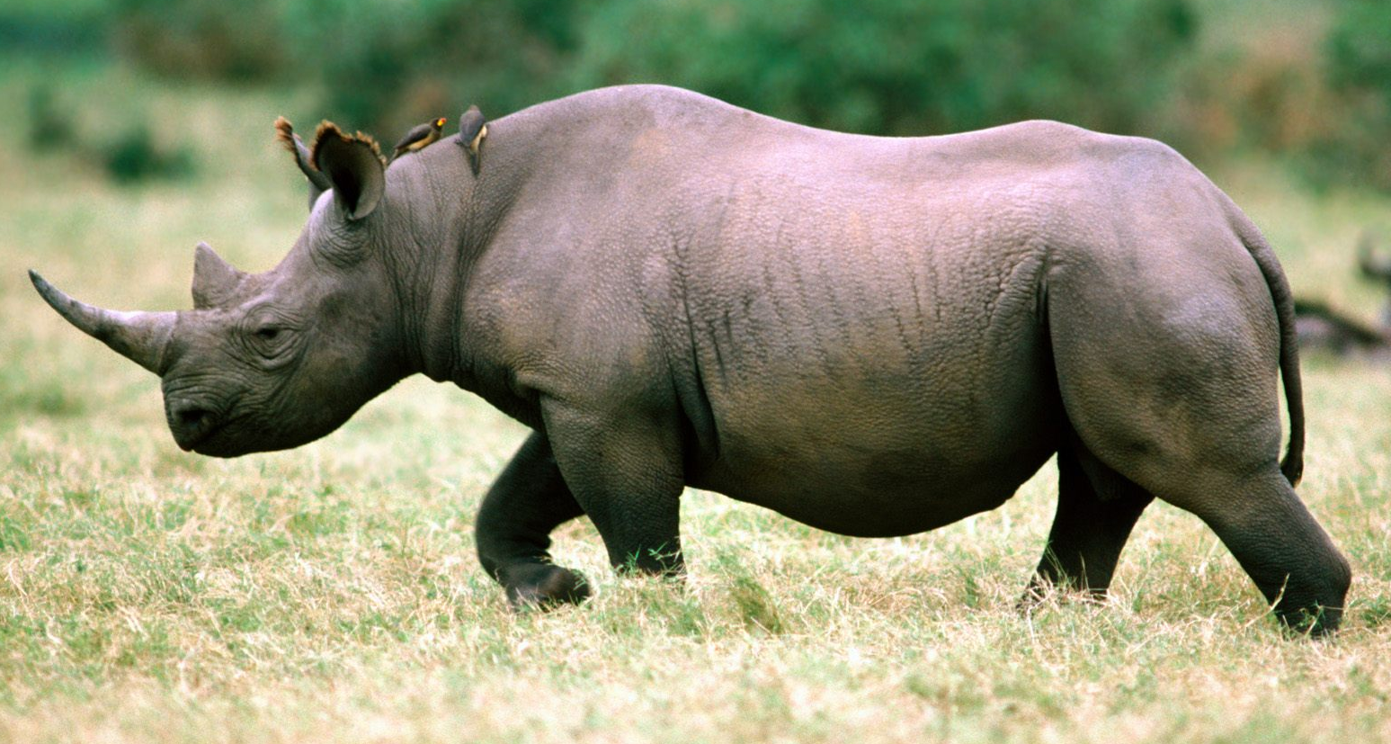 Wikia Darp   Black Rhino.png - Rhino, Transparent background PNG HD thumbnail