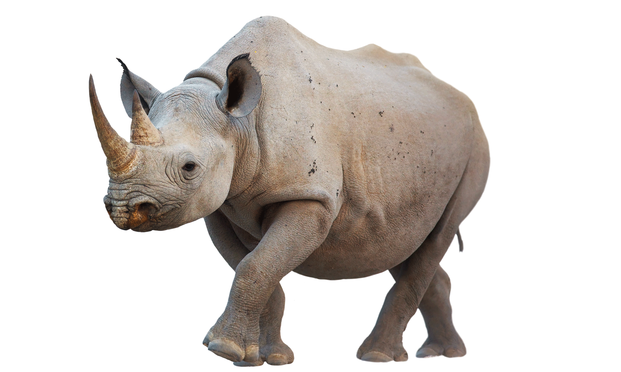 African Species - Rhinoceros, Transparent background PNG HD thumbnail