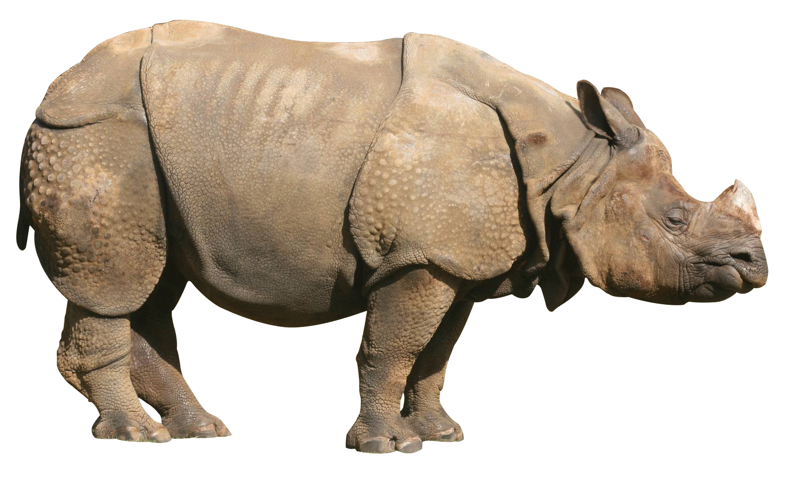 Download · Animals · Rhinoceros - Rhinoceros, Transparent background PNG HD thumbnail