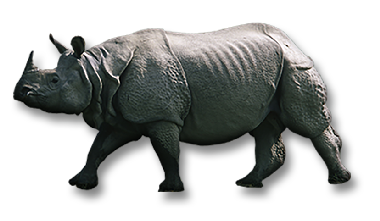 Greater One Horned Rhino - Rhinoceros, Transparent background PNG HD thumbnail