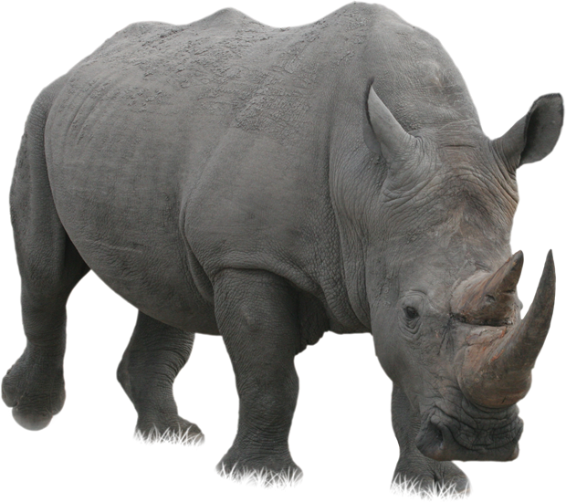 Rhino Png - Rhinoceros, Transparent background PNG HD thumbnail