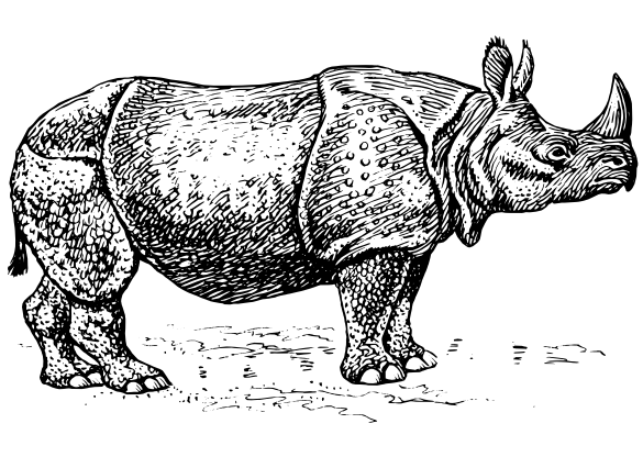 Rhinoceros - Rhinoceros, Transparent background PNG HD thumbnail