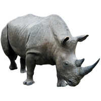 Rhinoceros Free Png Image Png Image - Rhinoceros, Transparent background PNG HD thumbnail
