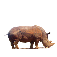 Rhinoceros Png Clipart Png Image - Rhinoceros, Transparent background PNG HD thumbnail