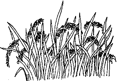 A Rice Field - Rice Paddy Black And White, Transparent background PNG HD thumbnail