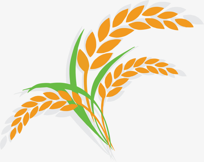 Cartoon Rice Icon, The Autumn Harvest, Have Bumper Harvest, Wheat Png And Vector - Rice Paddy Black And White, Transparent background PNG HD thumbnail