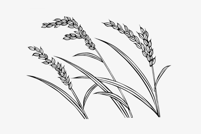Rice Pictures, Paddy Picture Painted, Creative Image Rice, Millet Photos Png Image And - Rice Paddy Black And White, Transparent background PNG HD thumbnail