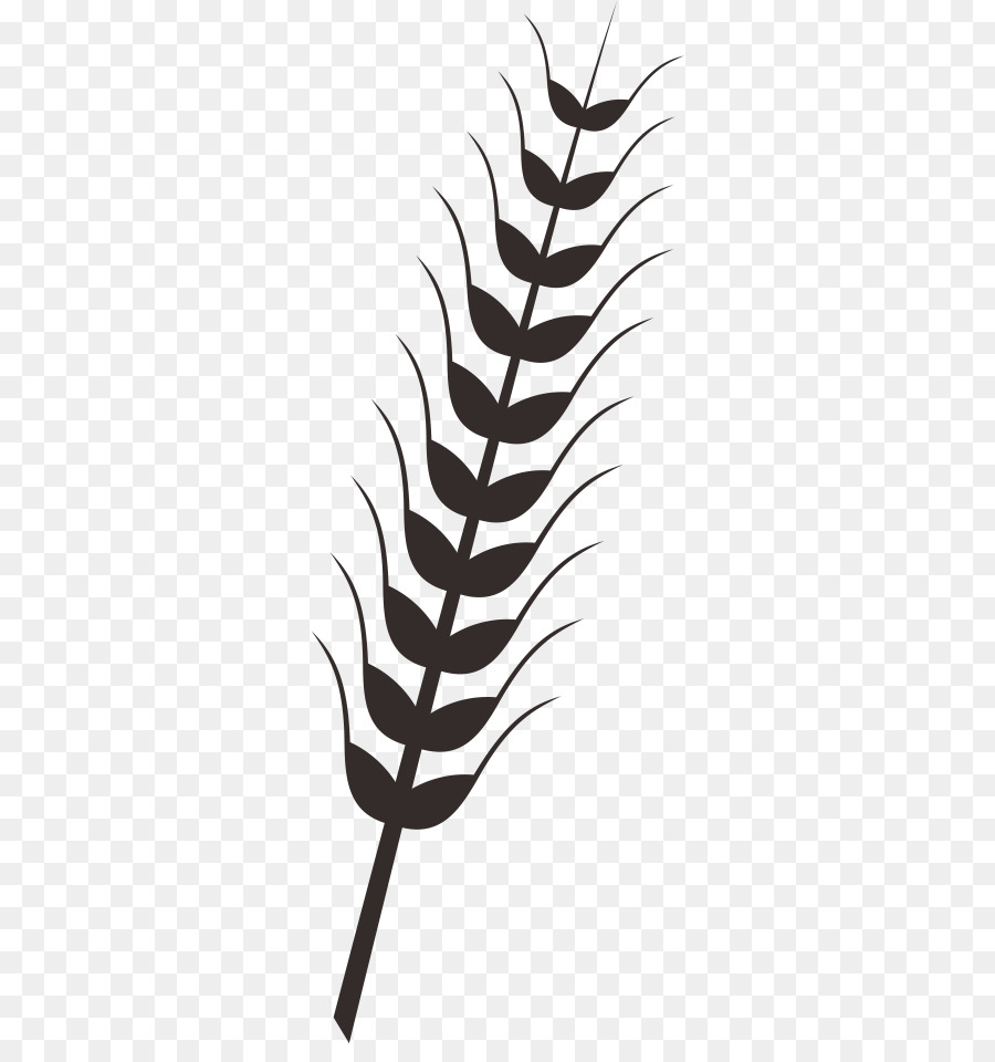 Wheat Rice Drawing Clip Art   Rice Wheat Rice Paddy - Rice Paddy Black And White, Transparent background PNG HD thumbnail