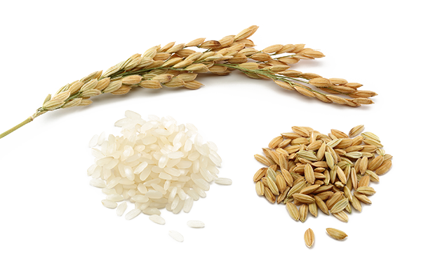 Rice Png Pic - Rice, Transparent background PNG HD thumbnail