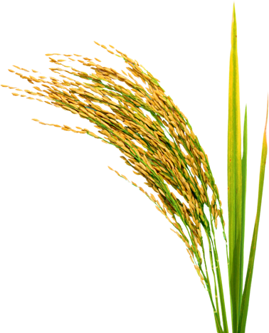 Some Of Bruceu0027S Favorite Subjects Are Found In California Rice Fields Around Far West. - Rice, Transparent background PNG HD thumbnail