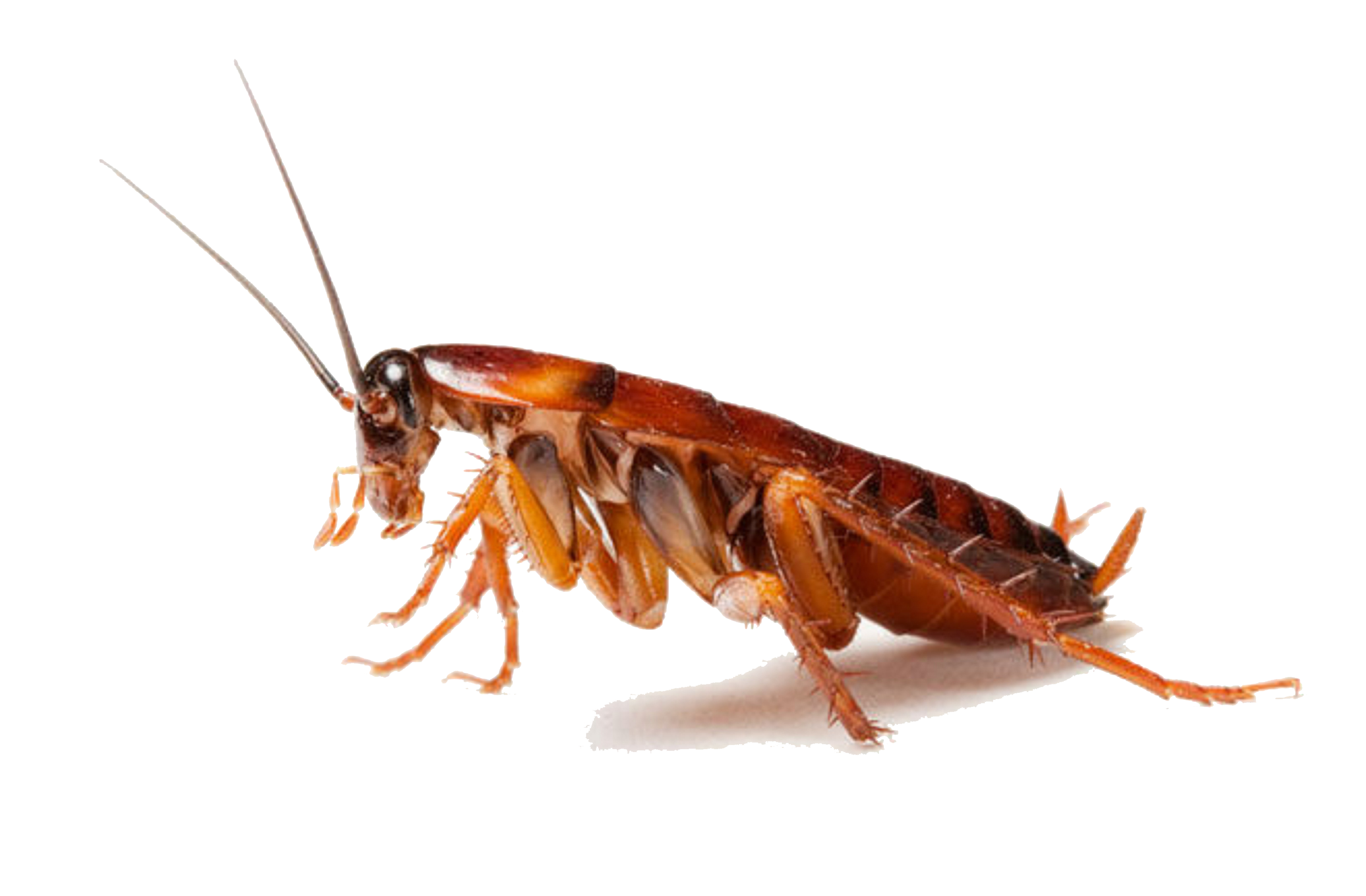 Cockroach Png Clipart - Roach, Transparent background PNG HD thumbnail