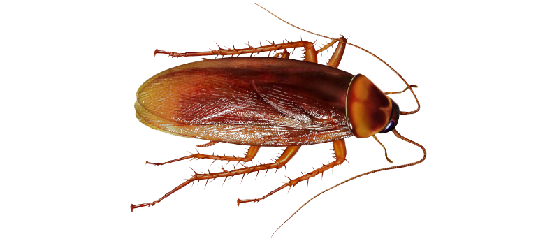Cockroach PNG Clipart
