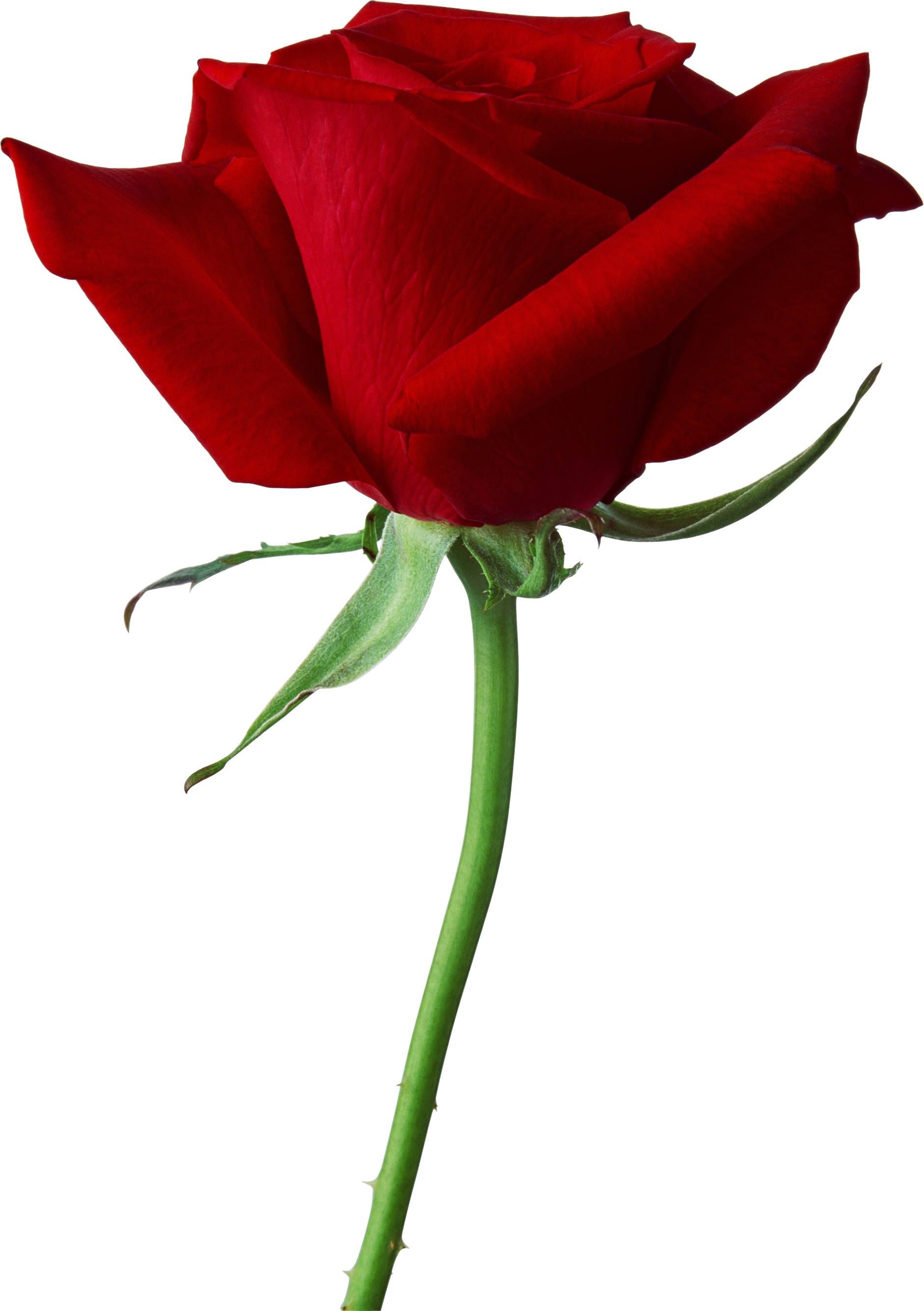 Rose Png Image, Free Picture Download - Rose, Transparent background PNG HD thumbnail