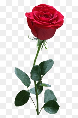 Rose, Rose, Flower, Png Image - Rose, Transparent background PNG HD thumbnail