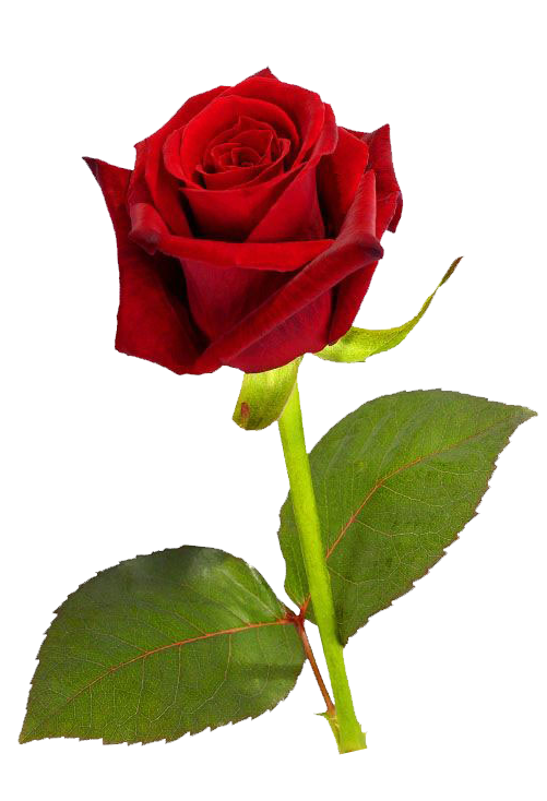 Single Red Rose Png Hd - Rose, Transparent background PNG HD thumbnail