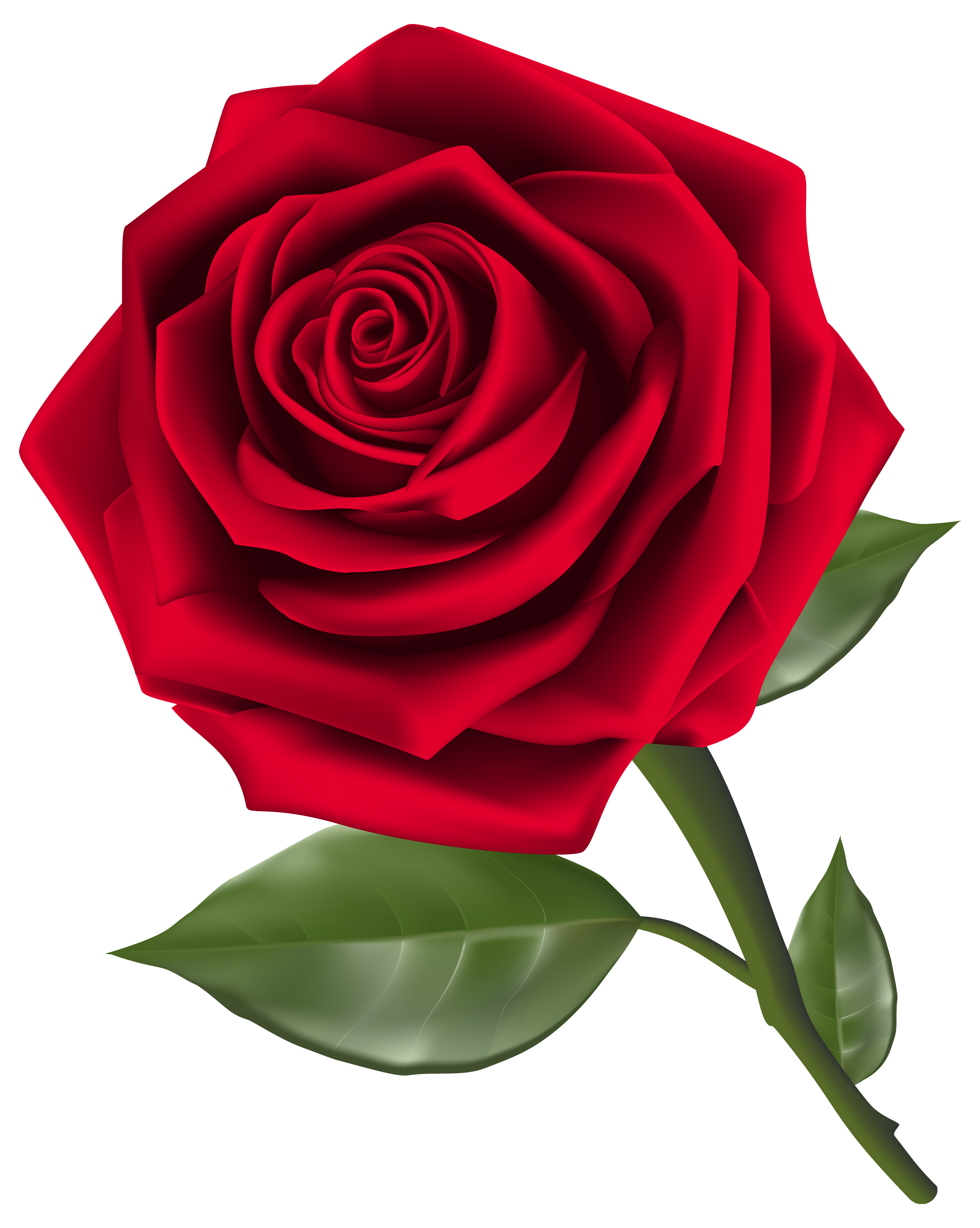 Beautiful Red Rose Png Clipart - Rose, Transparent background PNG HD thumbnail