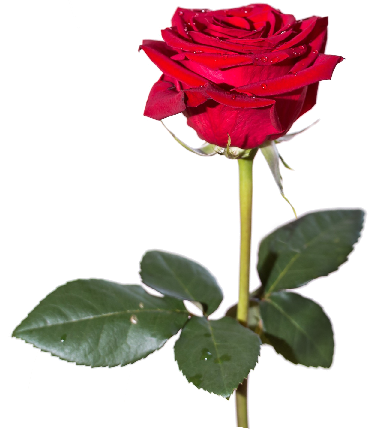 Red Rose Png Hd - Rose, Transparent background PNG HD thumbnail