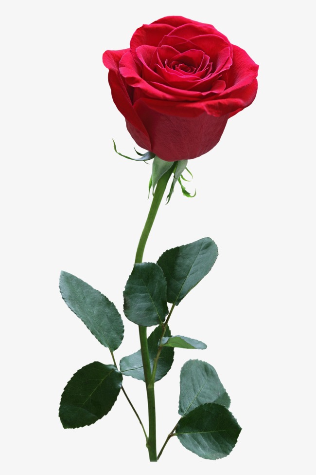 Rose, Flower, Red Free Png Image - Rose, Transparent background PNG HD thumbnail