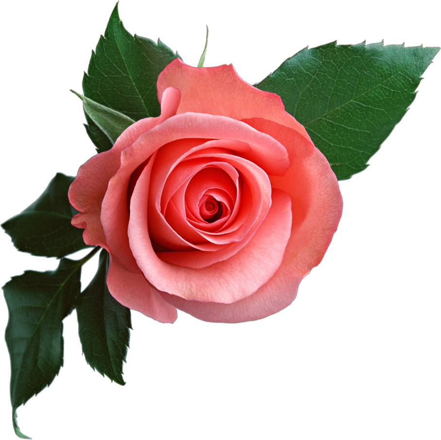 Pink Rose Png Image, Free Picture Download - Rose, Transparent background PNG HD thumbnail