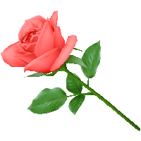 Pink Rose Png Image Picture Download Png Image - Rose, Transparent background PNG HD thumbnail