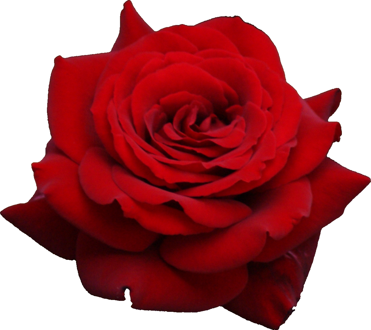 Red Rose Png Image, Free Picture Download - Rose, Transparent background PNG HD thumbnail