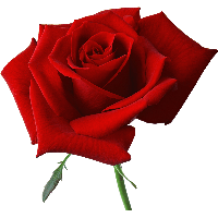 Red Rose Png Image Picture Download Png Image - Rose, Transparent background PNG HD thumbnail