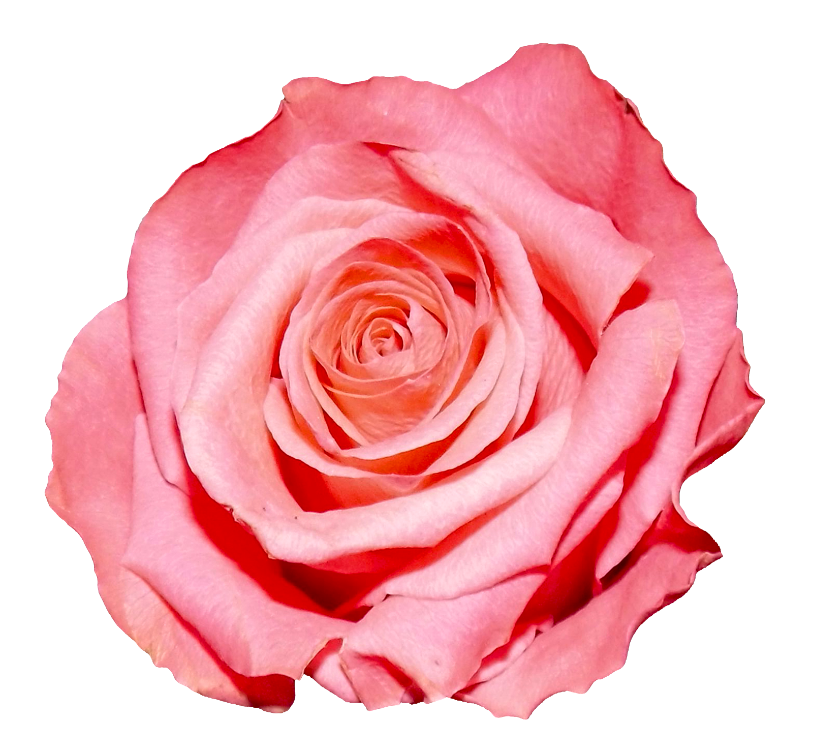 Rose Png Image - Rose, Transparent background PNG HD thumbnail