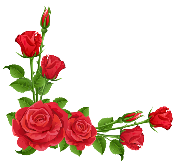 Cards · Red Roses Transparent Png Clipart - Rose Vine, Transparent background PNG HD thumbnail