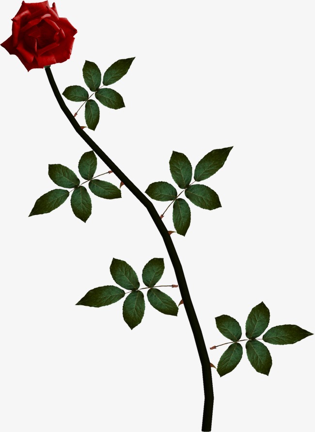 Rose, Rose Vine, Vine Png Image And Clipart - Rose Vine, Transparent background PNG HD thumbnail