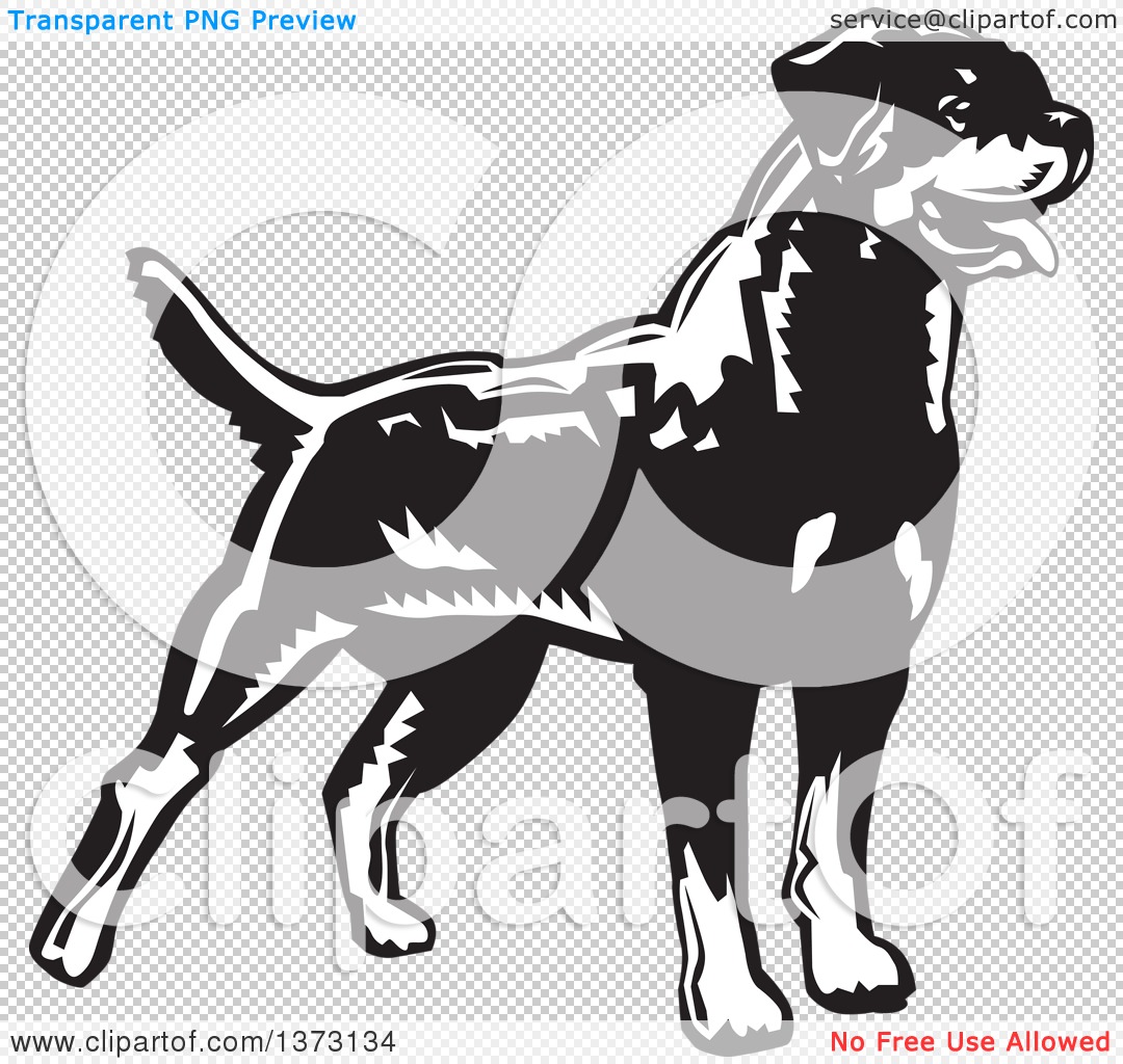 Png File Has A Hdpng.com  - Rottweiler Black And White, Transparent background PNG HD thumbnail
