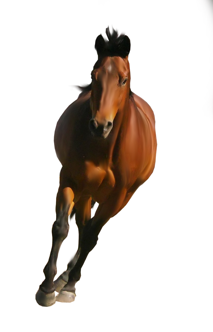 Horse Png Image   Horse Hd Png - Running, Transparent background PNG HD thumbnail