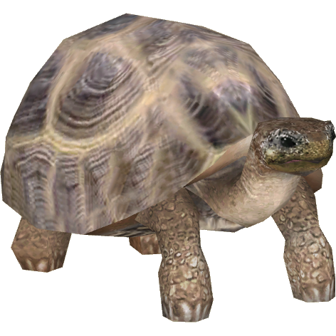 Russian Tortoise (Tamara Henson)2.png - Tortoise, Transparent background PNG HD thumbnail