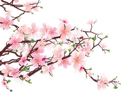 Background Clipart Cherry Blossom #8 - Sakura Flower, Transparent background PNG HD thumbnail