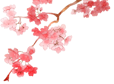 Cherry Blossom Png 2 By Dothenyancat - Sakura Flower, Transparent background PNG HD thumbnail