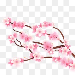 Cherry Blossoms, Cherry Blossoms, Decorative Background, Flowers Png And Vector - Sakura Flower, Transparent background PNG HD thumbnail