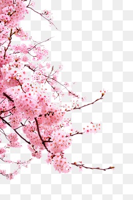 Cherry Blossoms, Pink, Plant, Flowers Png Image - Sakura Flower, Transparent background PNG HD thumbnail