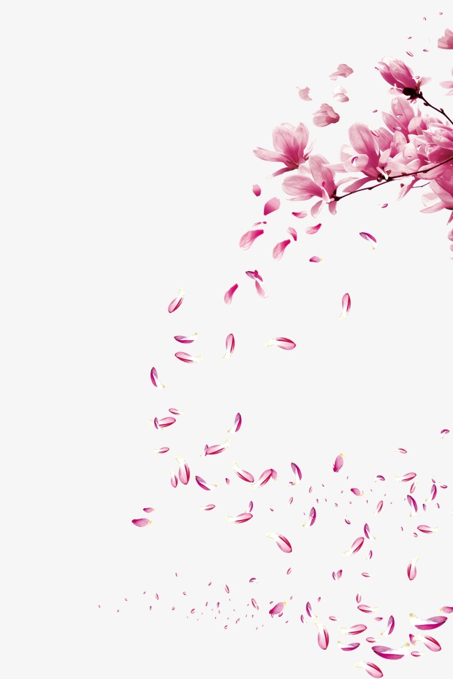 Floating Cherry, Cherry Blossoms, Peach Blossom, Romantic Png And Psd - Sakura Flower, Transparent background PNG HD thumbnail