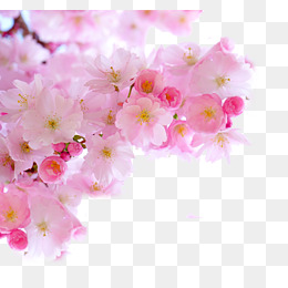 Pink Cherry Blossom Branches, Cherry Blossoms, Matte Finish, Lovely Png Image - Sakura Flower, Transparent background PNG HD thumbnail