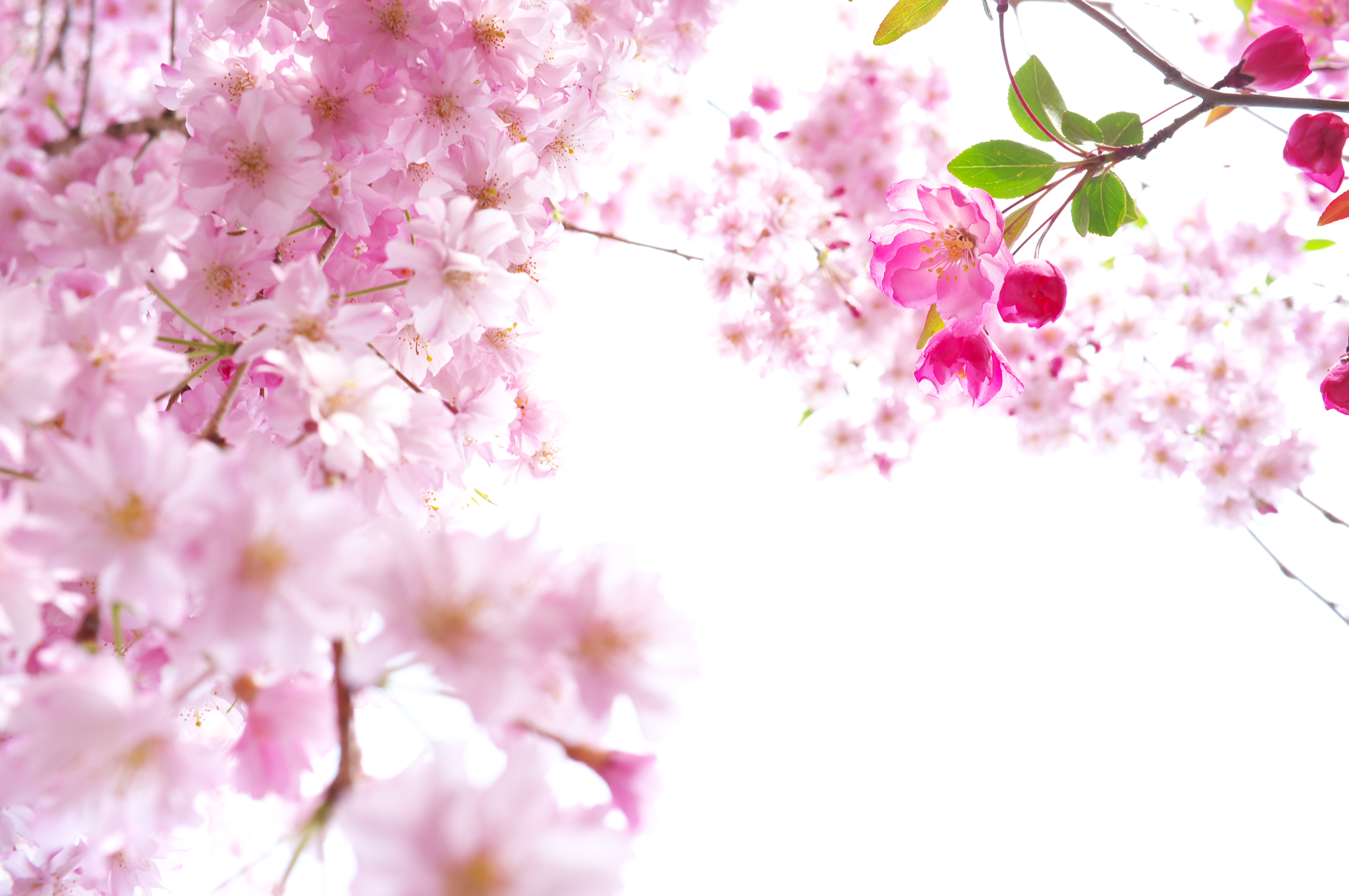 Sakura Flower #1 - Sakura Flower, Transparent background PNG HD thumbnail