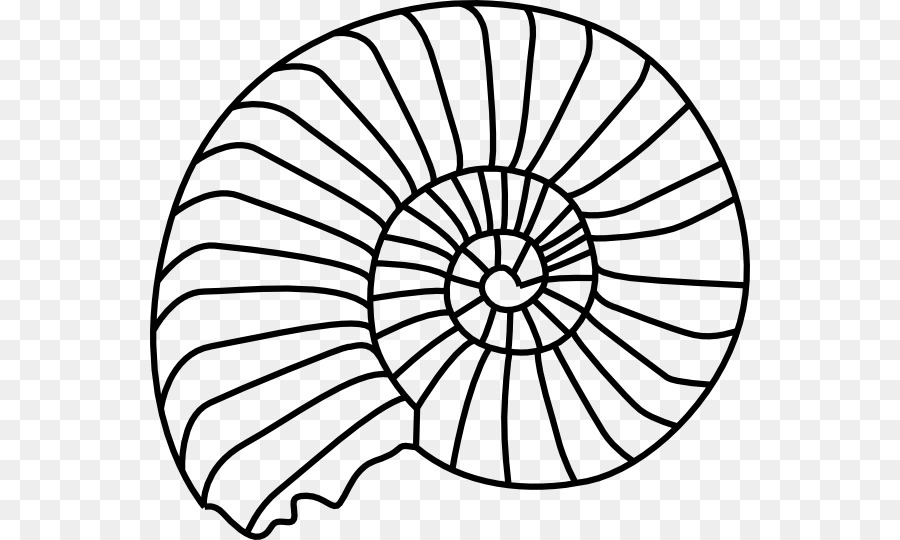 Fossil Ammonites Seashell Clip Art   Sand Dollar Clipart - Sand Dollar Black And White, Transparent background PNG HD thumbnail