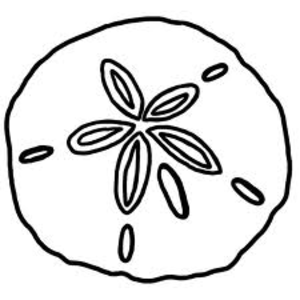Sand Dollar Image - Sand Dollar Black And White, Transparent background PNG HD thumbnail