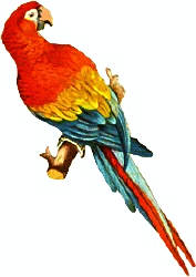 Scarlet Macaw - Macaw, Transparent background PNG HD thumbnail